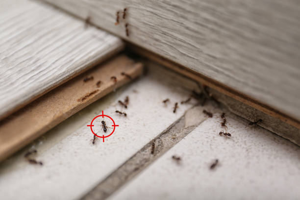  Wellston, MO Pest Control Pros