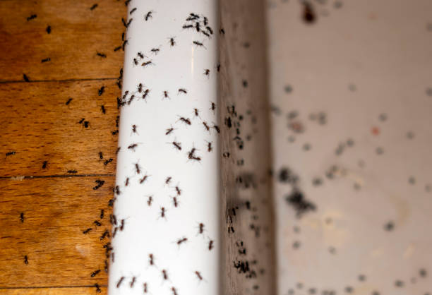 Best Best Pest Control Companies  in Wellston, MO